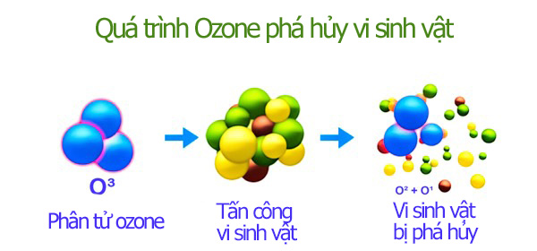 Ozone phá hủy vi sinh vật