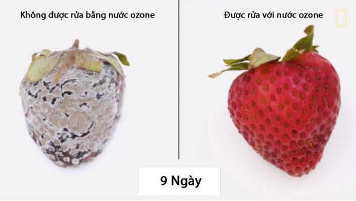 Sử dụng ozone để bảo quản trái cây tươi 