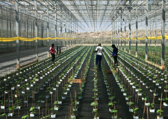 ứng dụng máy ozone công nghiệp