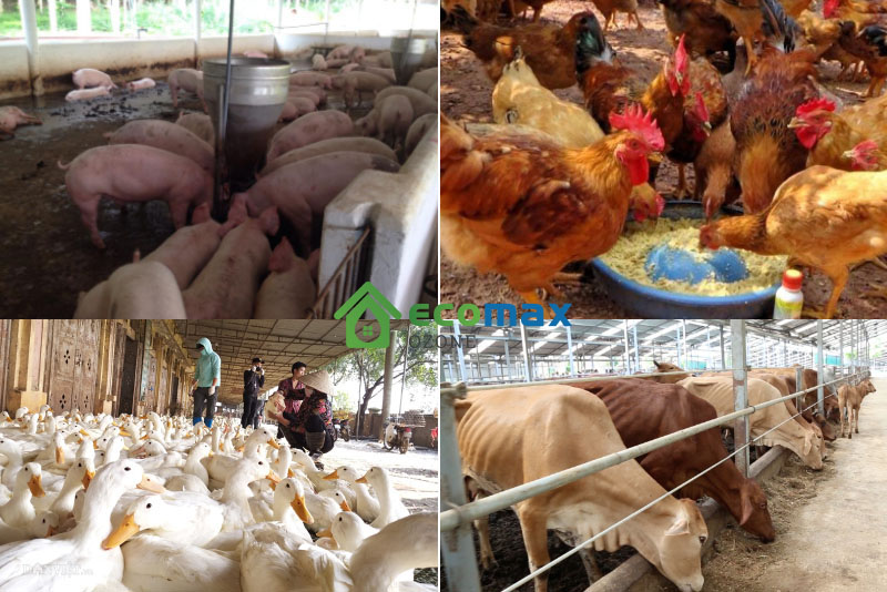 Nguyên nhân gây mùi cho trang trại chăn nuôi