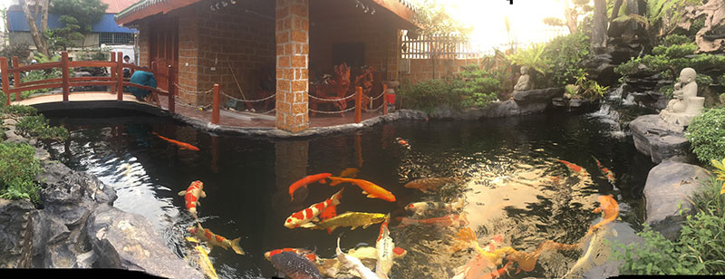 Hồ cá koi tại nhà khách hàng