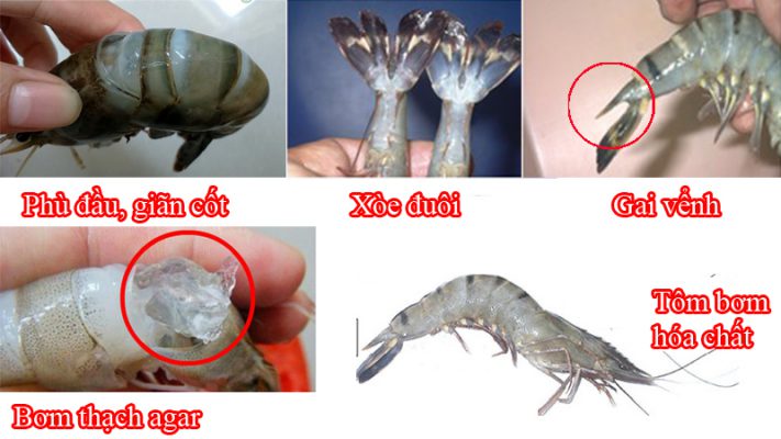 Cách nhận biết tôm bơm hóa chất