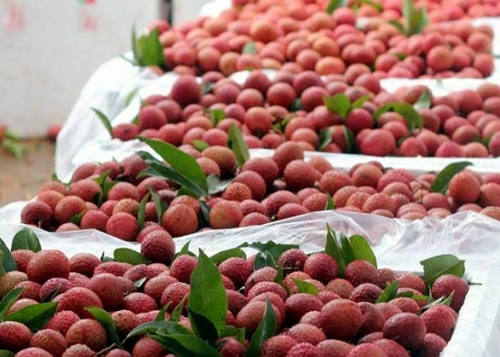 Ứng dụng ozone rửa sơ chế vải xuất khẩu